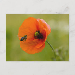 Mohn mit Biene Postkarte