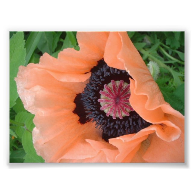 Mohn mit Mandarine Fotodruck (Vorne)
