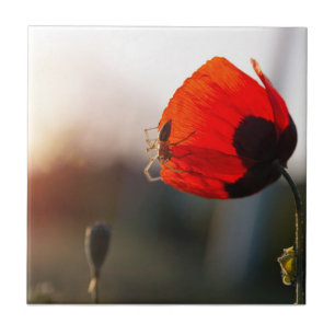 Mohn mit Spinne Fliese