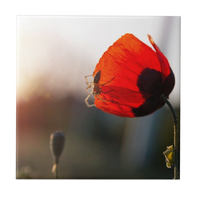 Mohn mit Spinne Fliese (Vorderseite)