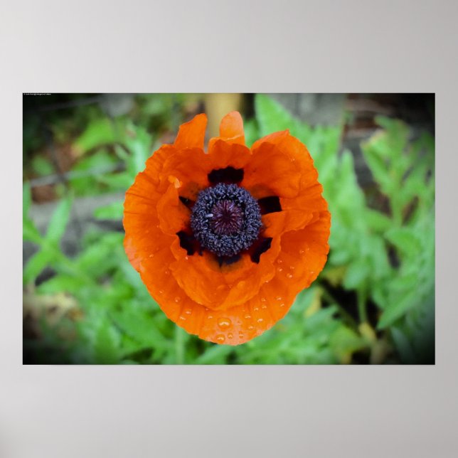 Mohn, Poster (Vorne)
