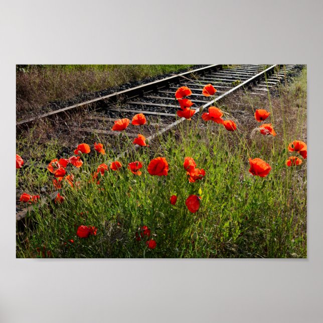 Mohn Poster (Vorne)