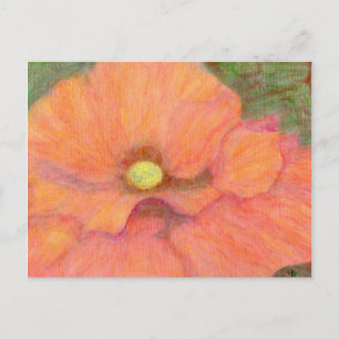 Mohn, Postkarte