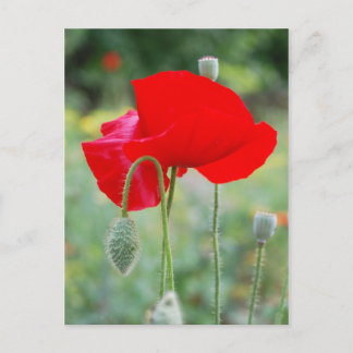 Mohn Postkarte