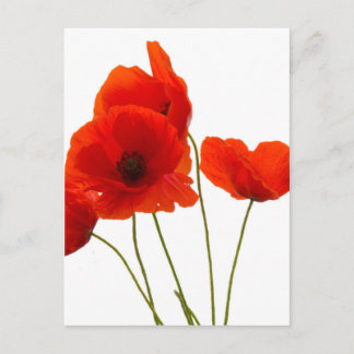 Mohn Postkarte