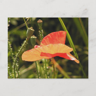 Mohn-Postkarte Postkarte
