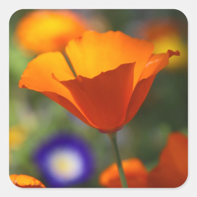Mohn Quadratischer Aufkleber (Vorderseite)