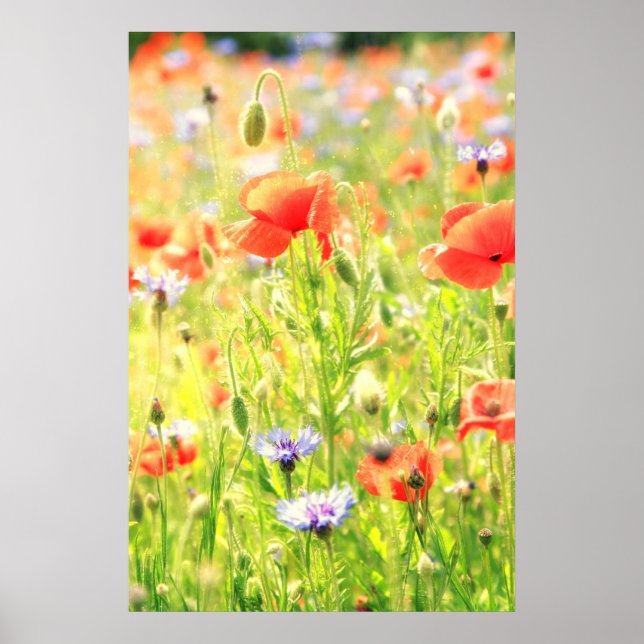 Mohn Traum Poster (Vorne)