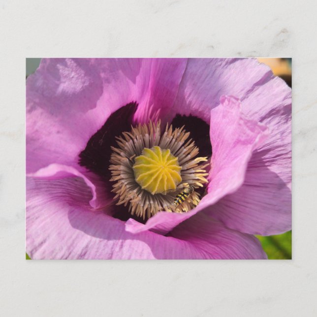 Mohn und ein Insekt  Postkarte (Vorderseite)
