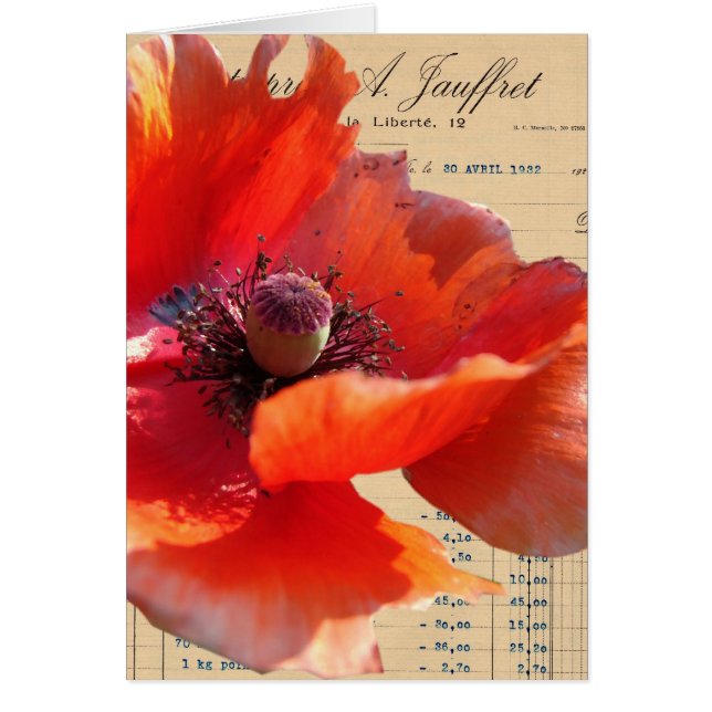 Mohn und Eintagsfliege Digitale Kunst (Vorne)