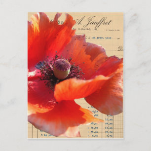 Mohn und Eintagsfliege Digitale Kunst Postkarte