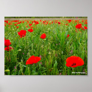 Mohn und Wildblumen Poster