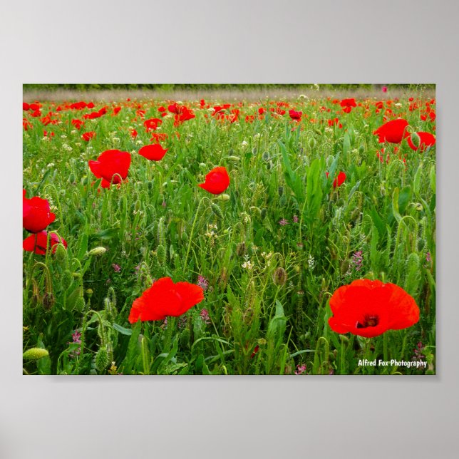 Mohn und Wildblumen Poster (Vorne)