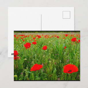 Mohn und Wildblumen Postkarte