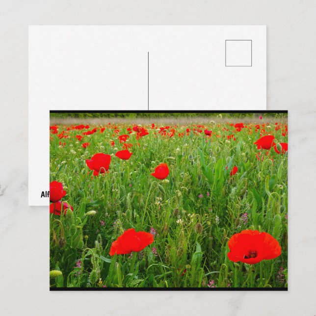 Mohn und Wildblumen Postkarte (Vorne/Hinten)