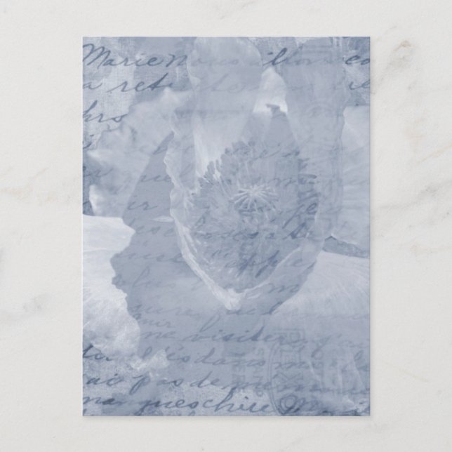Mohnblume 2 postkarte (Vorderseite)