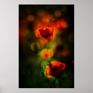 Mohnblume am Abend Poster