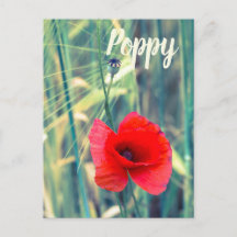 Mohnblume Blume für Gärtner und Blütengeschenk