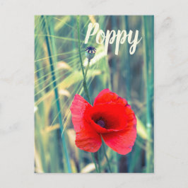 Mohnblume Blume für Gärtner und Blütengeschenk Feiertagspostkarte