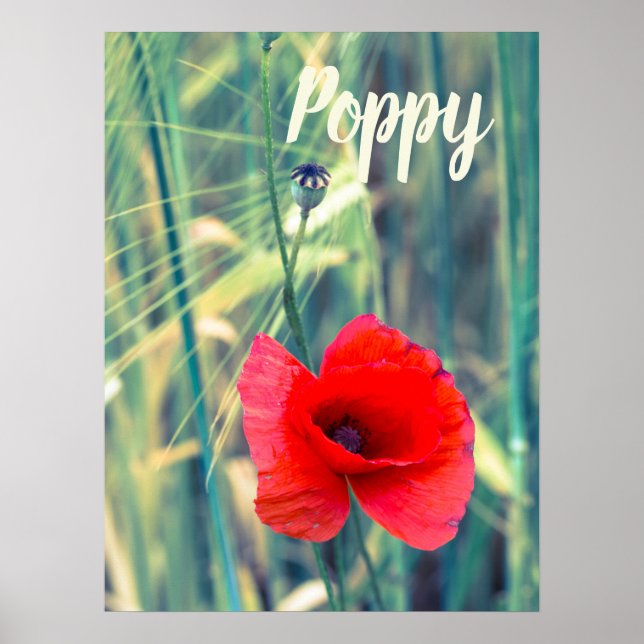 Mohnblume Blume für Gärtner und Blütengeschenk Poster (Vorne)