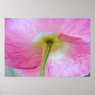 Mohnblume Blume unter Petals Fotokunst drucken Poster