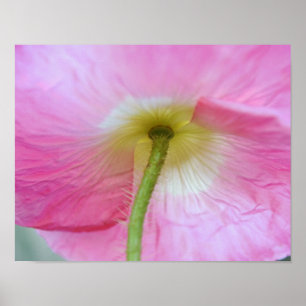 Mohnblume Blume unter Petals Fotokunst drucken Poster