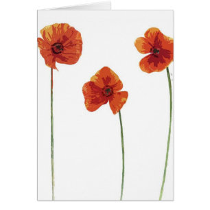 Mohnblume drei