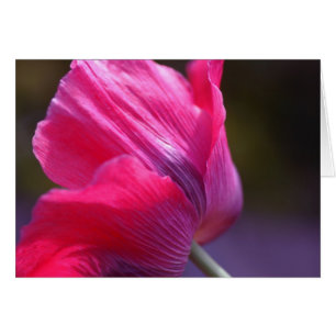 Mohnblume in einer Morgenbrise