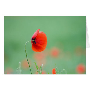 Mohnblume in Nidd