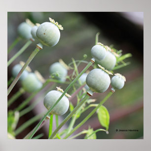 Mohnblume kapselt Plakat ein