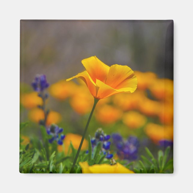 Mohnblume Magnet (Vorne)