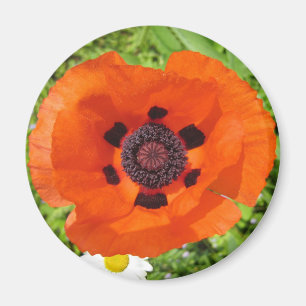 Mohnblume Magnet