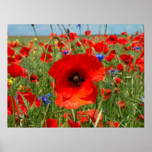 Mohnblume Poster