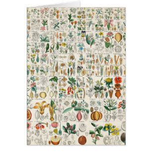 Mohnblume, violette Pflanzen-Klassifikationen