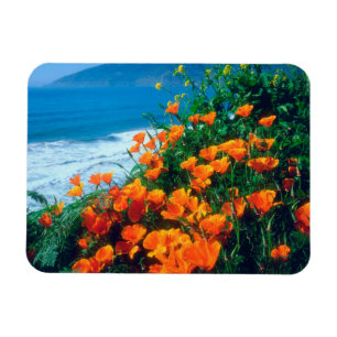 Mohnblumen an der Pazifikküste bei Big Sur Magnet