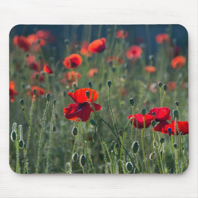 Mohnblumen auf einem Feld Mousepad (Vorne)