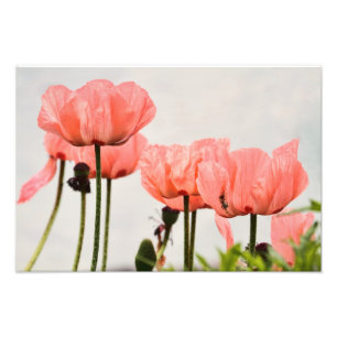 Mohnblumen-Bild Fotodruck