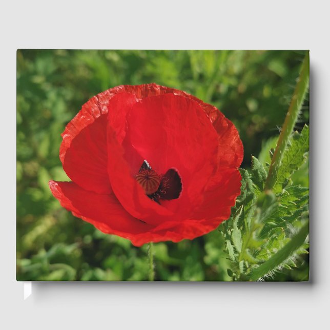 Mohnblumen Blume Blumengarten fi Gästebuch (Vorderseite)