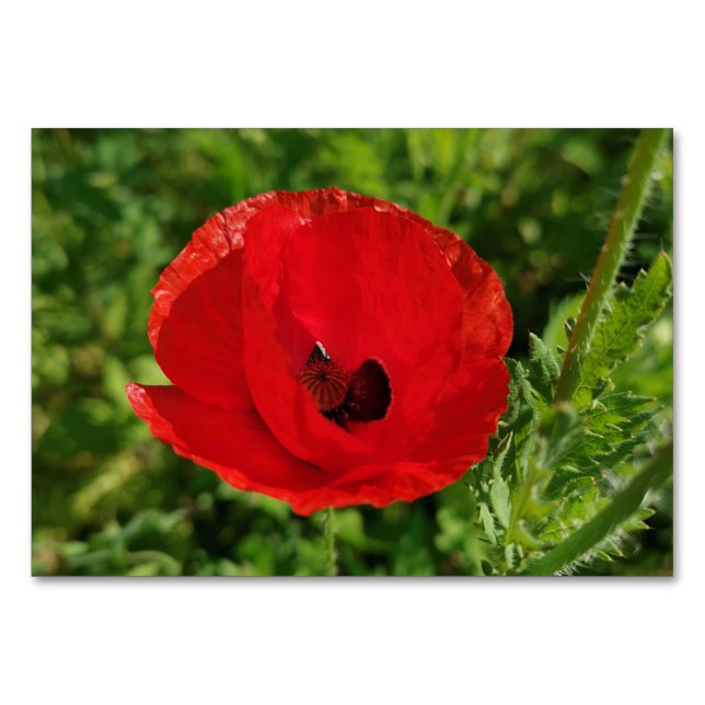Mohnblumen Blume Blumengarten fi Tischnummer (Vorderseite)