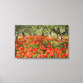Mohnblumen Blume unter alten Olivenbäumen Leinwanddruck