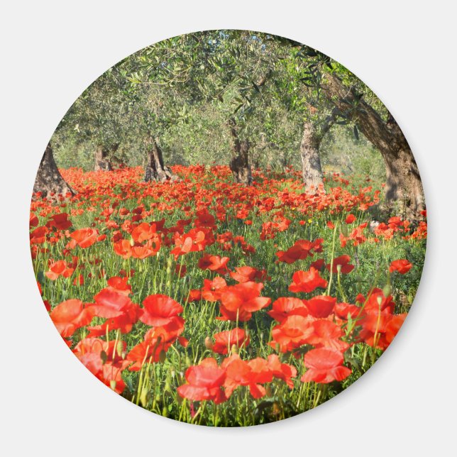 Mohnblumen Blume unter alten Olivenbäumen Magnet (Vorne)