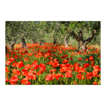 Mohnblumen Blume unter alten Olivenbäumen