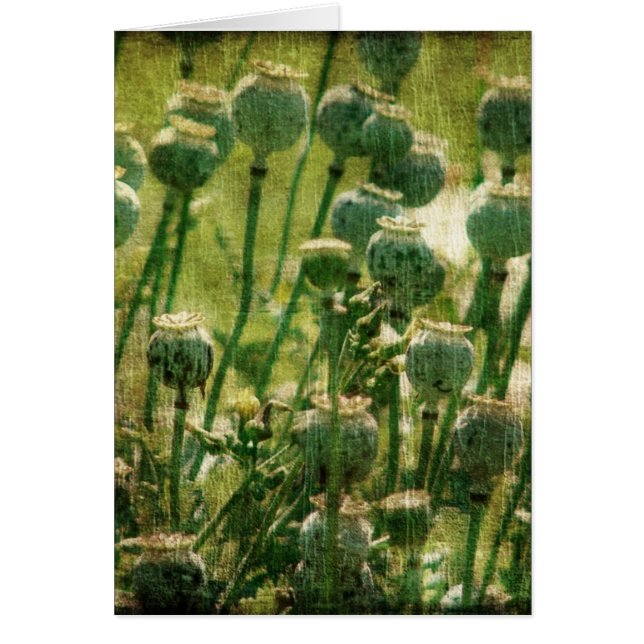 Mohnblumen-Blumen-Samen-Hülsen (Vorne)