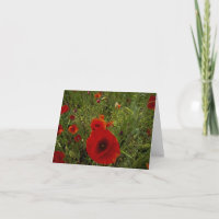 Mohnblumen