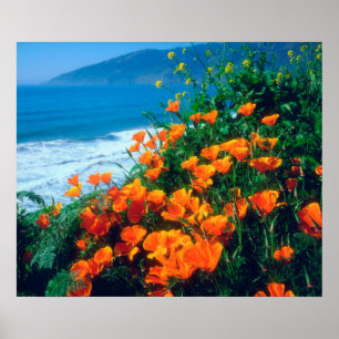 Mohnblumen entlang der Pazifikküste bei Big Sur Poster