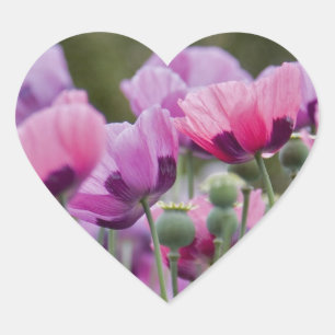 Mohnblumen-Feld-Herz-Aufkleber Herz-Aufkleber