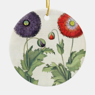Mohnblumen: flore 1.Papaver multiplici incarnato; Keramikornament