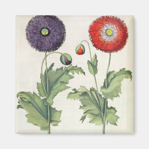 Mohnblumen: flore 1.Papaver multiplici incarnato; Magnet