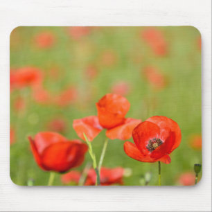 Mohnblumen in einem Mohnblumenfeld mousepad