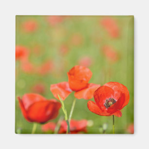 Mohnblumen in einem MohnblumenFeldmagnet Magnet